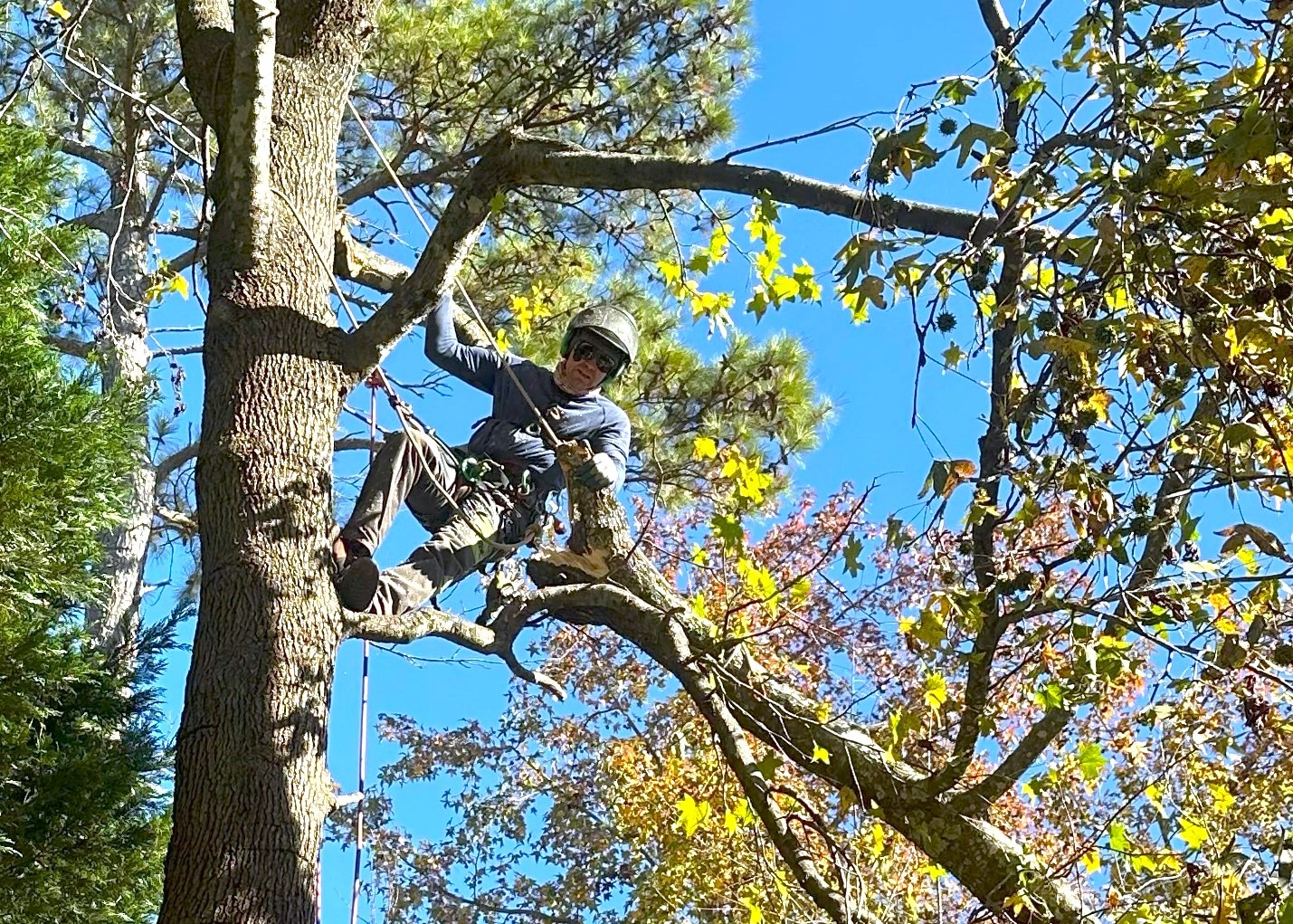 Storm Damaged Pine Removal in Silver Ridge Subdivision Thumbnail