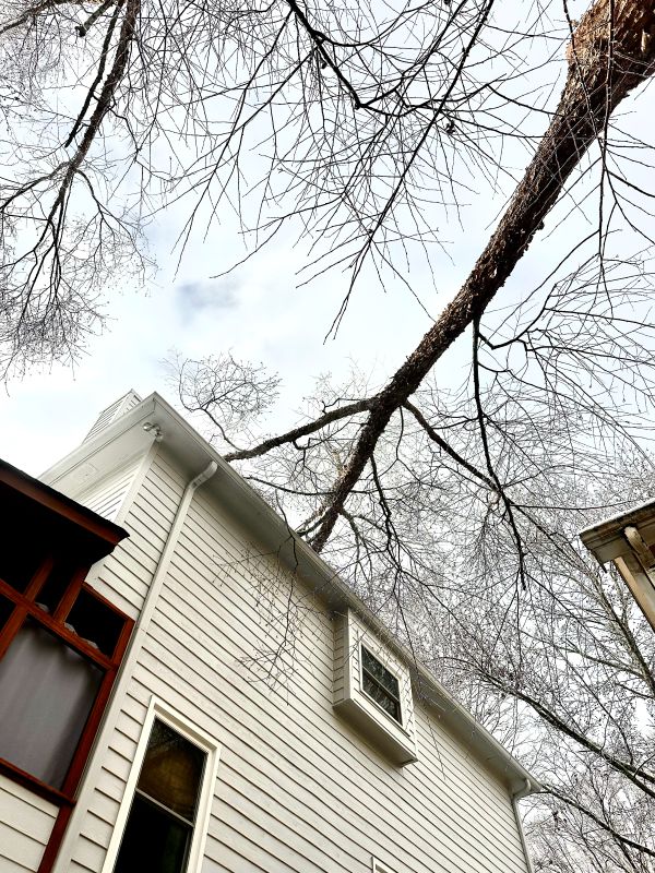 Emergency Tree Removal in Pinewalk Subdivision, Johns Creek Thumbnail