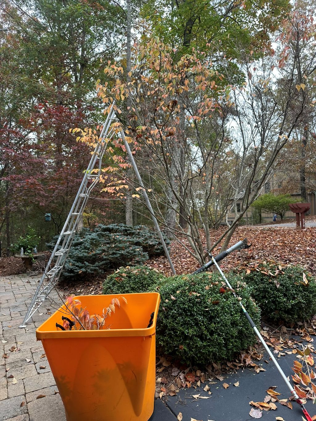 Ornamental Tree Pruning in Choctaw Village, Big Canoe