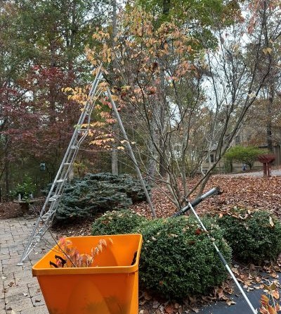 Ornamental Tree Pruning in Choctaw Village, Big Canoe Thumbnail