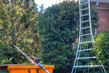 Hedge Trimming
