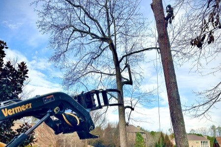 Tree Removal